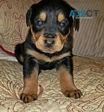 Rottweiler puppies for sale