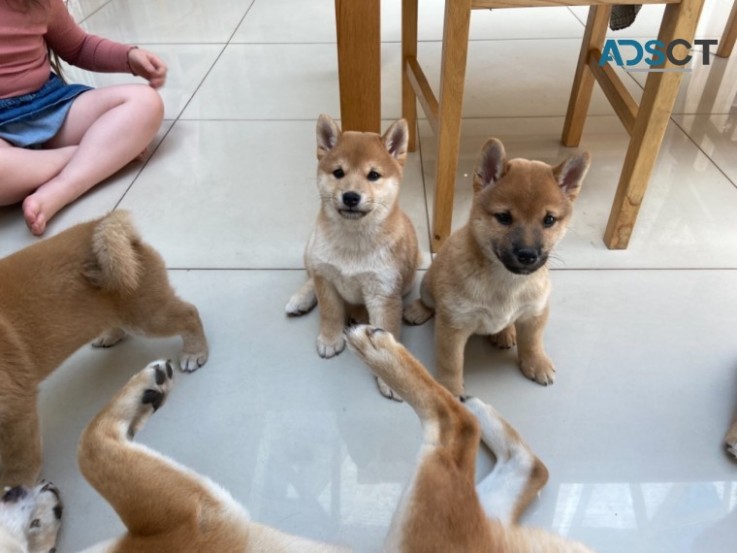 Shiba Inu Puppies