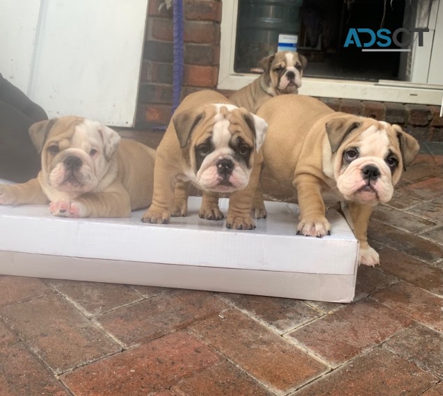 English Bulldog  puppies 