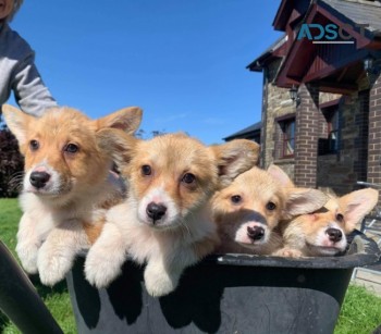 Corgi puppies 