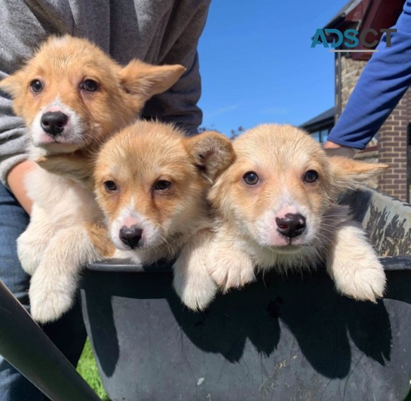 Corgi puppies 