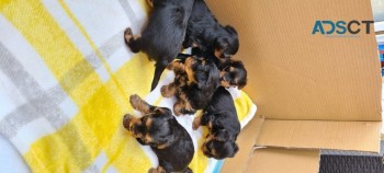 Beautiful Yorkshire Terrier Puppies