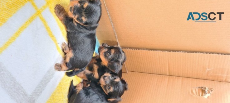 Beautiful Yorkshire Terrier Puppies