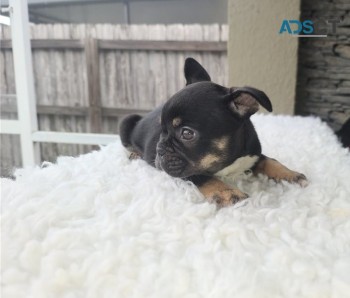 French Bulldog puppies for sale 