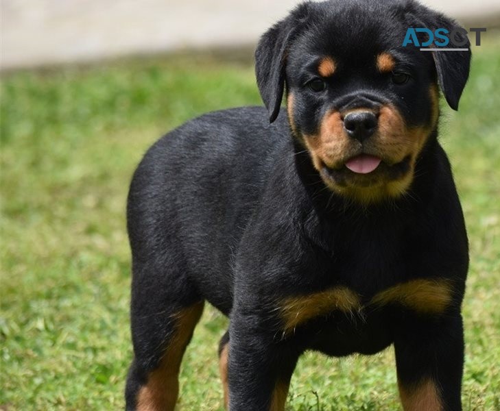 Rottweiler puppies for sale