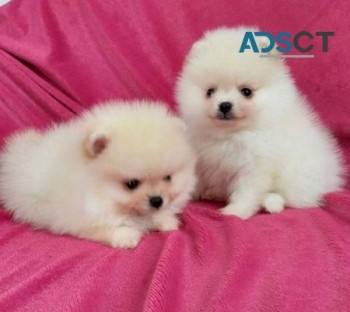  Pomeranian puppies 