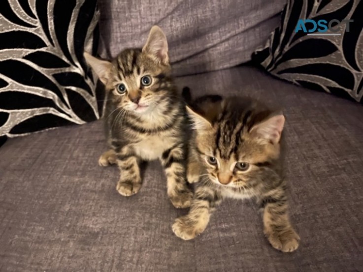 Bengal kittens 