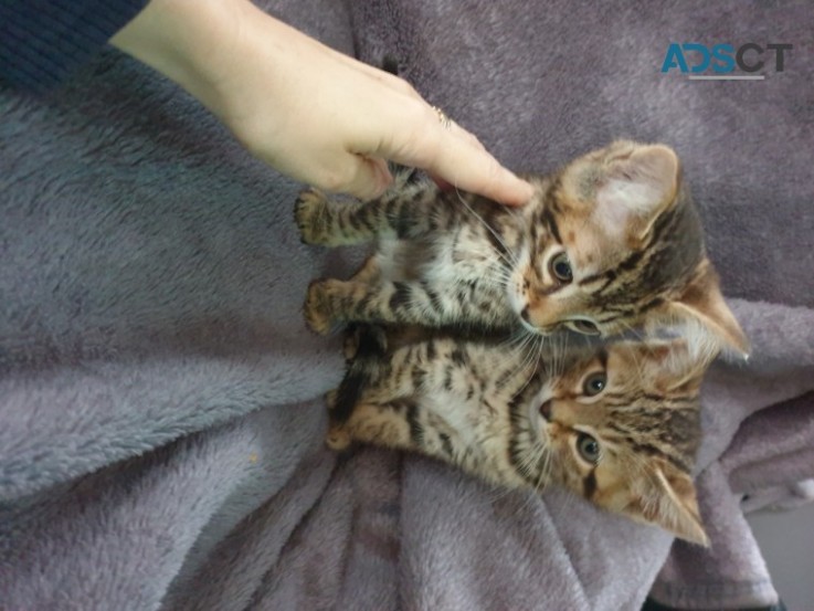 Bengal kittens 