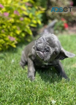 French Bulldog puppies for sale 