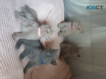 British Shorthair  kittens 