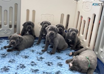  Cane Corsos For Sale