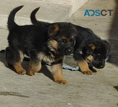 German Shepherd puppies for sale