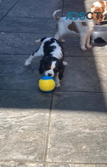 Cavalier King Charles Spaniel 