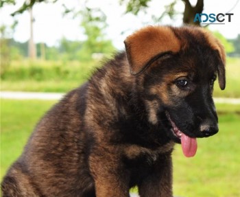 German Shepherd puppies for sale