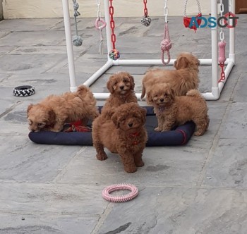 Stunning Cavapoos For Sale.