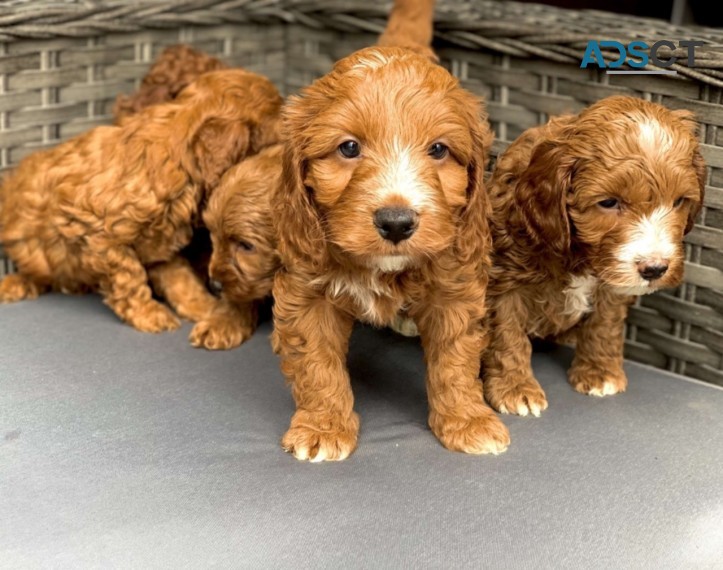 Cockapoos puppies 