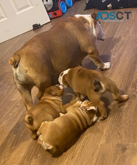 English Bulldog  puppies 