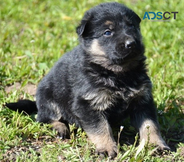 German Shepherd puppies for sale