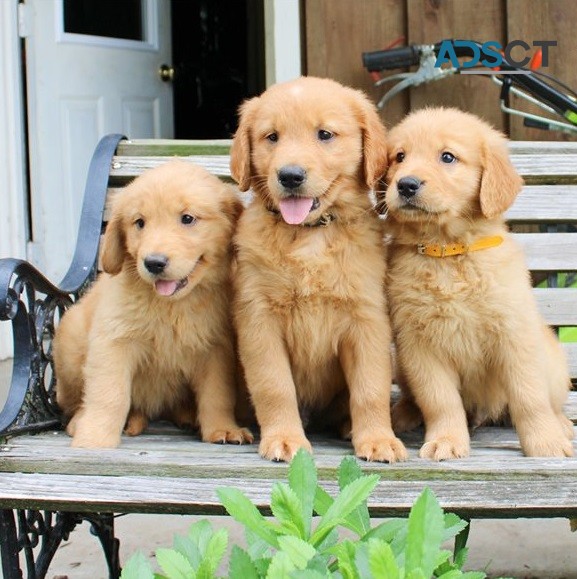 Golden Retriever Puppies For Sale