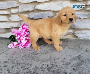 Golden Retriever Puppies For Sale