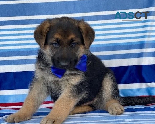 German Shepherd puppies for sale