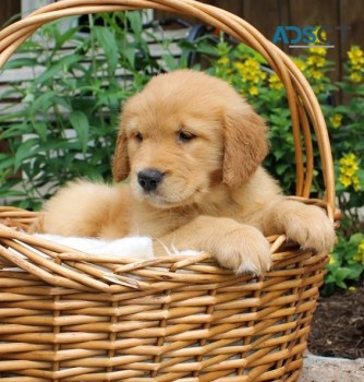 Golden Retriever Puppies For Sale