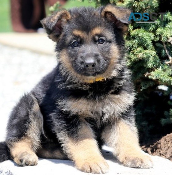 German Shepherd puppies for sale