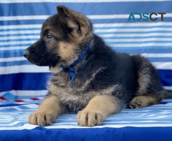 German Shepherd puppies for sale