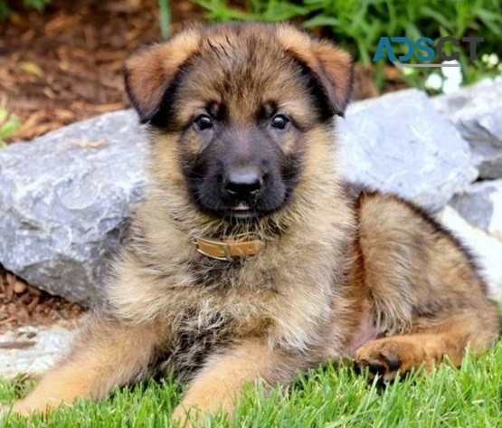 German Shepherd puppies for sale