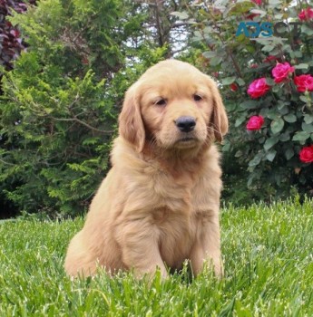 Golden Retriever Puppies For Sale