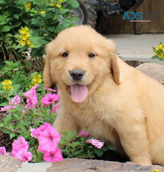 Golden Retriever Puppies For Sale