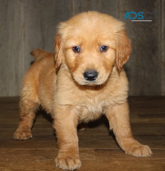 Golden Retriever Puppies For Sale