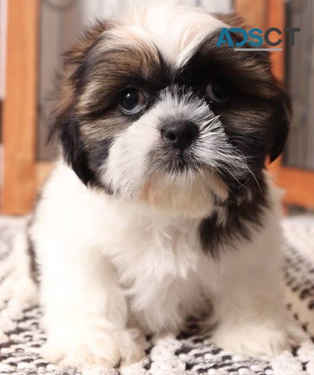 Shih Tzu puppies for sale