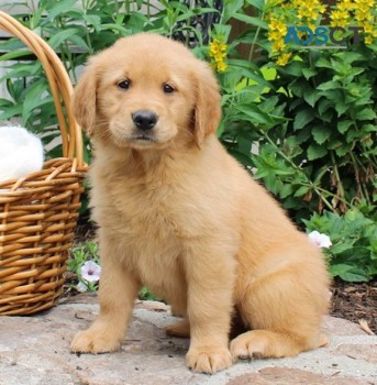 Golden Retriever Puppies For Sale