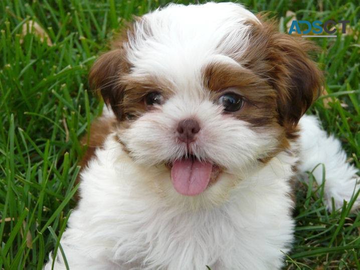 Shih Tzu puppies for sale