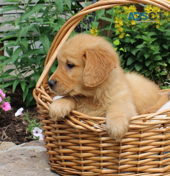 Golden Retriever Puppies For Sale