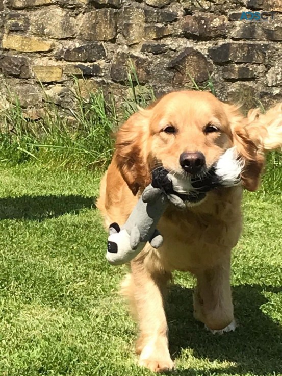 Golden Retriever Puppies For Sale