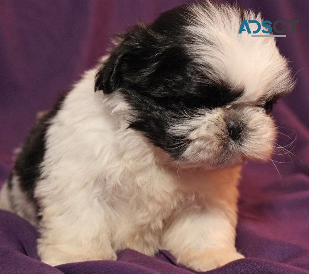 Shih Tzu puppies for sale