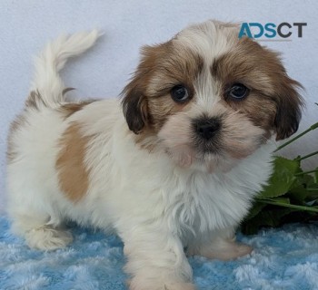 Shih Tzu puppies for sale