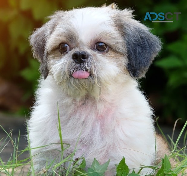 Shih Tzu puppies for sale