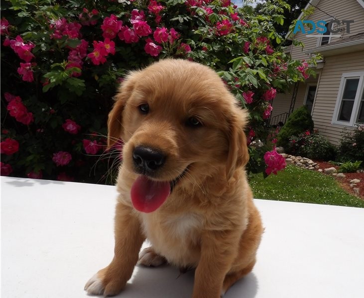 Golden Retriever Puppies For Sale