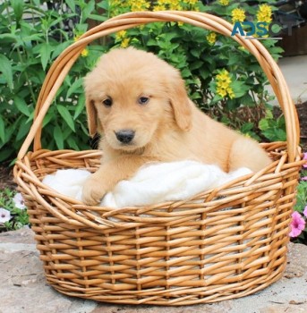 Golden Retriever Puppies For Sale