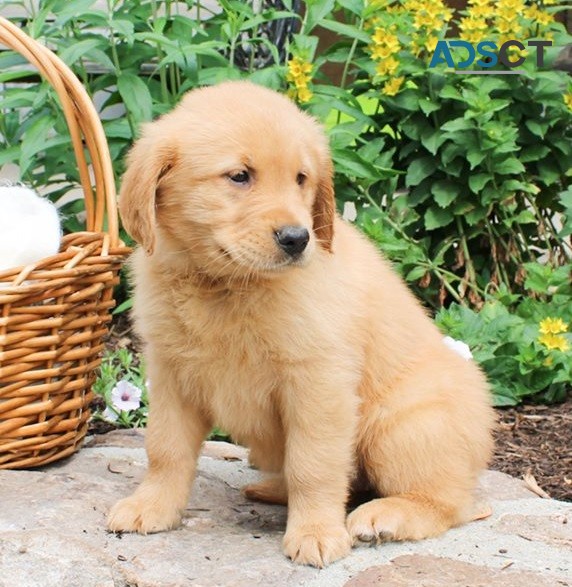 Golden Retriever Puppies For Sale