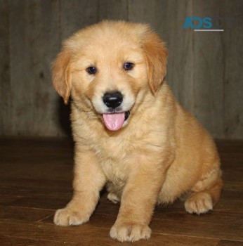 Golden Retriever Puppies For Sale