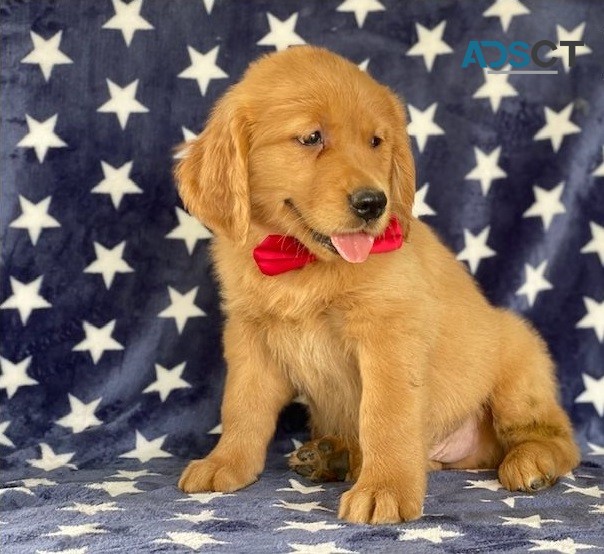 Golden Retriever Puppies For Sale