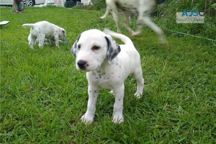  Dalmatian puppies for sale 