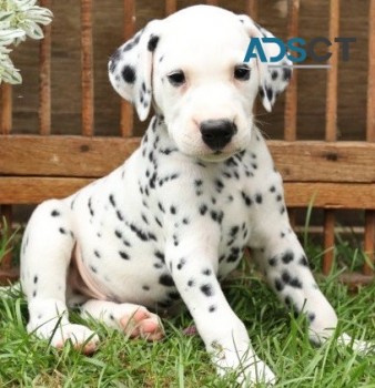  Dalmatian puppies for sale 