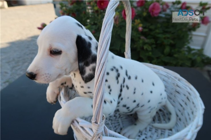  Dalmatian puppies for sale 