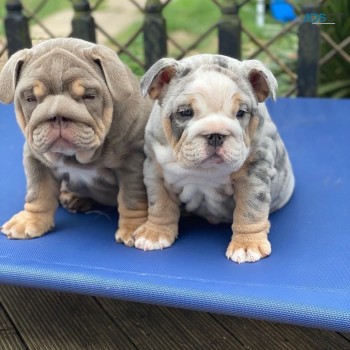 Beautiful English bulldog puppy male & f