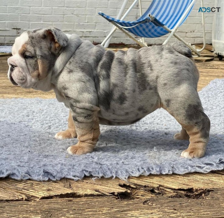 Beautiful English bulldog puppy male & f